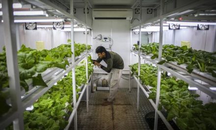 Urban Gardening: Tren Berkebun Di Kota Besar