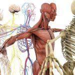 Fakta Unik Tentang Tubuh Manusia Yang Mengejutkan
