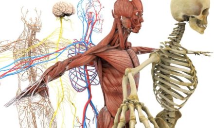 Fakta Unik Tentang Tubuh Manusia Yang Mengejutkan