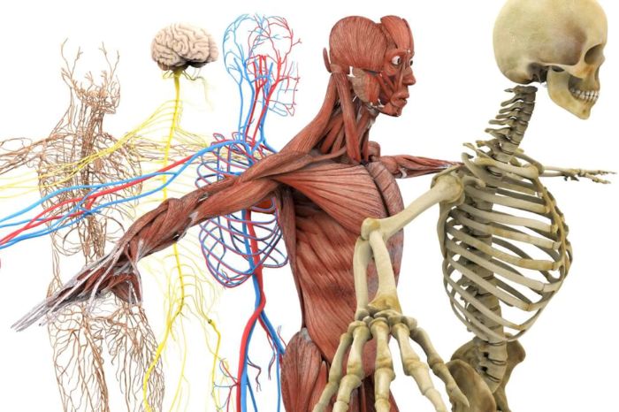 Fakta Unik Tentang Tubuh Manusia Yang Mengejutkan