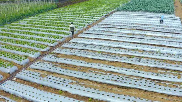 Aktivitas Ekonomi Daerah Terus Berkembang Di Berbagai Wilayah